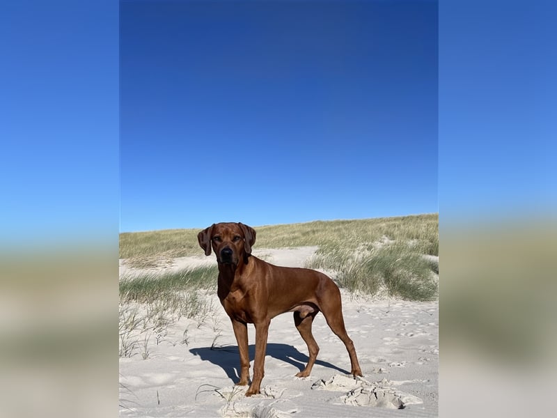 Rhodesien Ridgeback Deckrüde