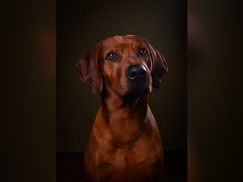 Rhodesien Ridgeback Deckrüde