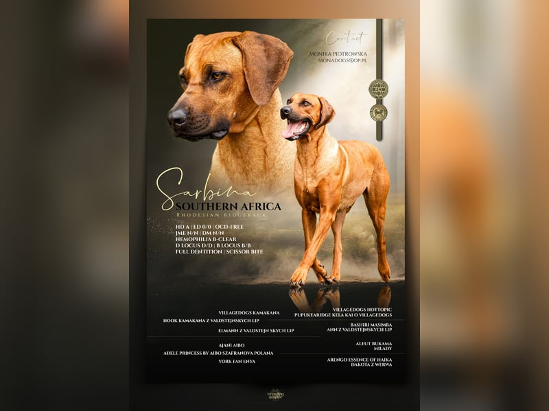 Rhodesian Ridgeback