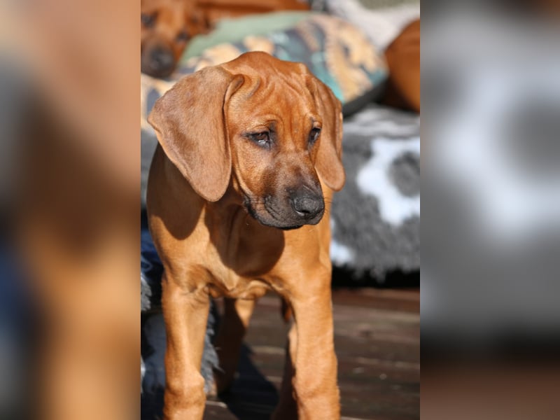 Rhodesian Ridgeback