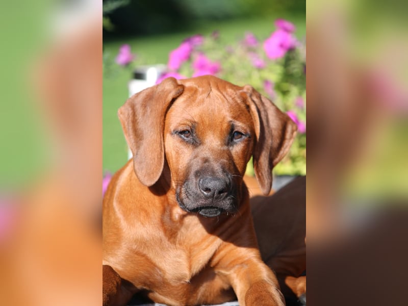 Rhodesian Ridgeback