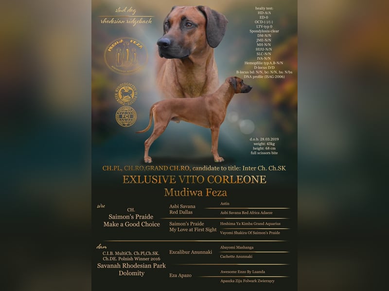 Rhodesian Ridgeback