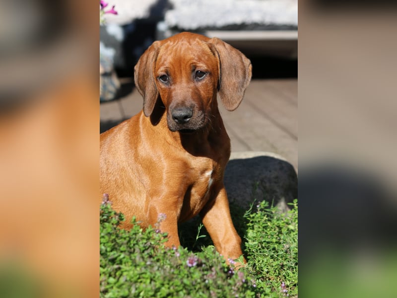 Rhodesian Ridgeback