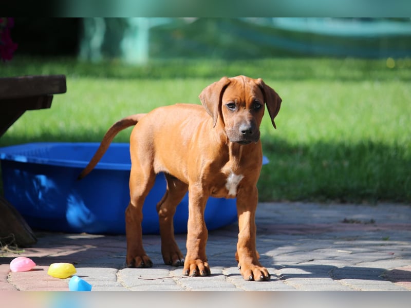 Rhodesian Ridgeback