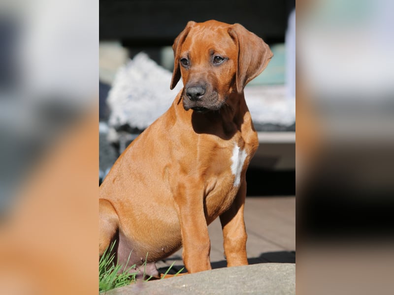 Rhodesian Ridgeback