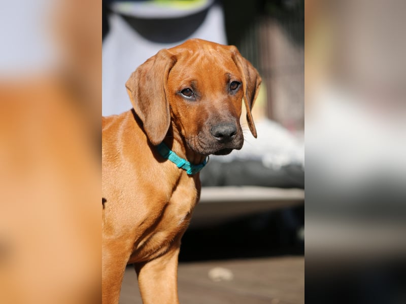 Rhodesian Ridgeback