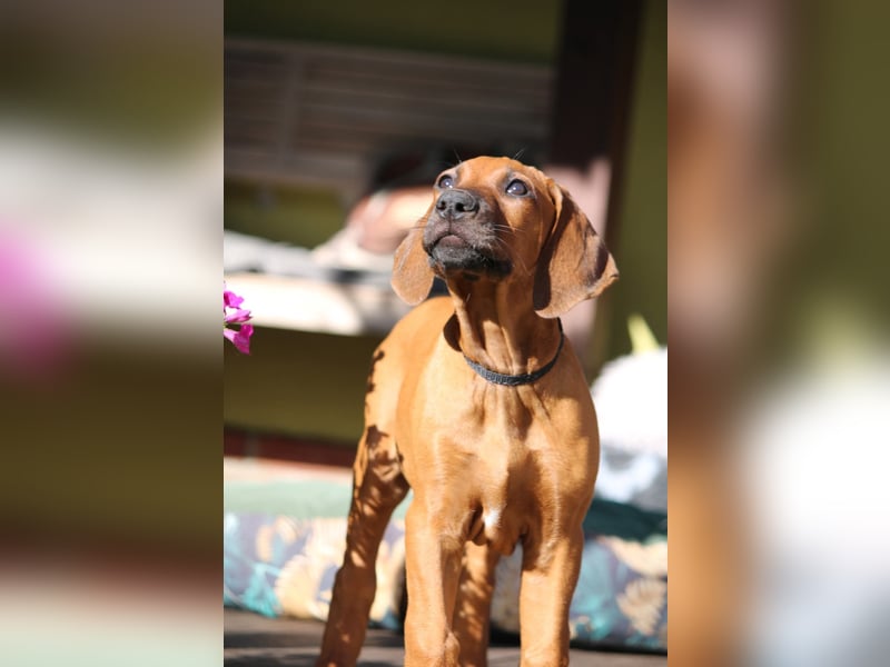 Rhodesian Ridgeback