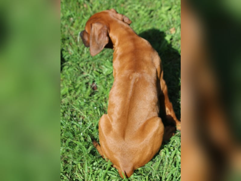 Rhodesian Ridgeback
