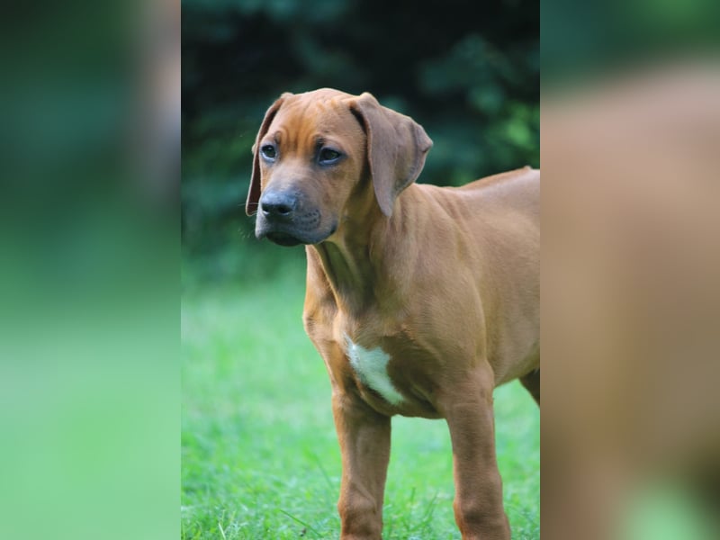 Rhodesian Ridgeback