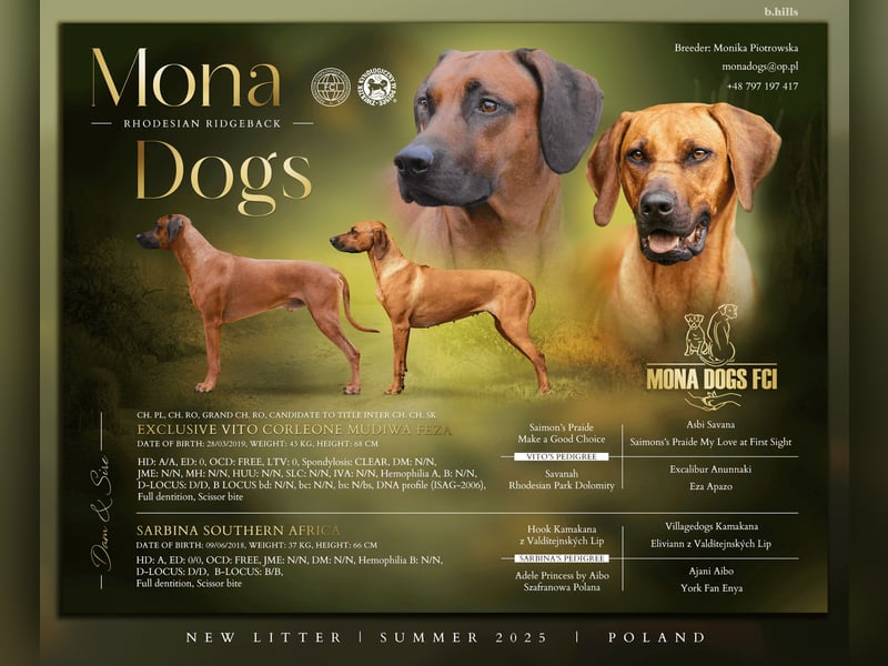 Rhodesian Ridgeback