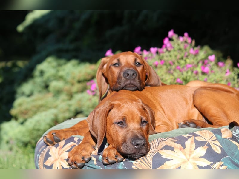 Rhodesian Ridgeback