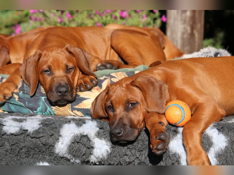 Rhodesian Ridgeback