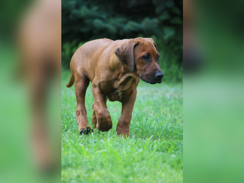 Rhodesian Ridgeback