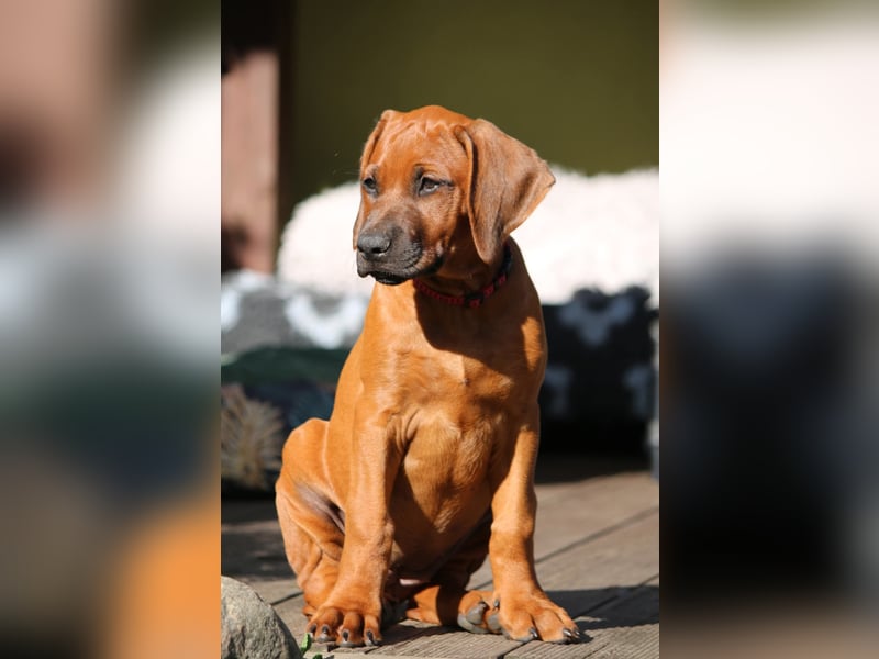 Rhodesian Ridgeback