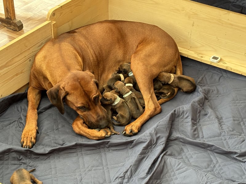 Rhodesian Ridgeback Welpen mit Ahnentafel