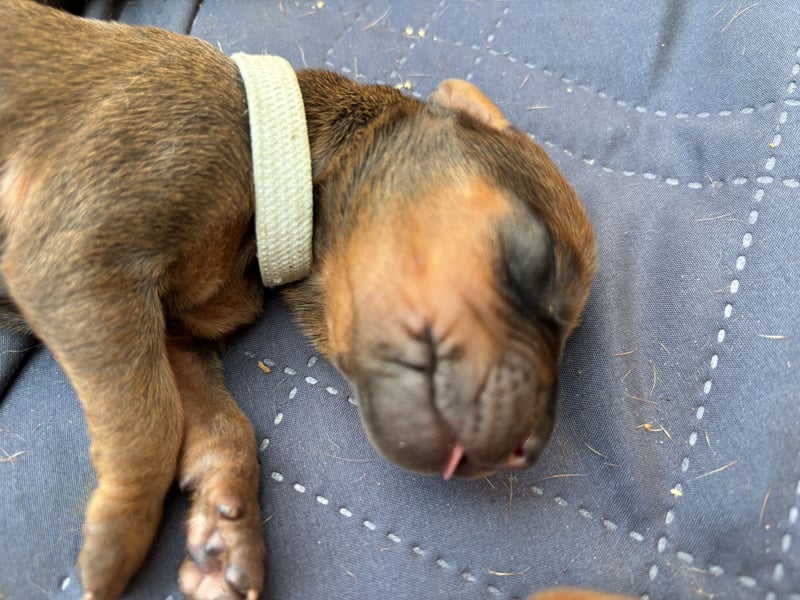 Rhodesian Ridgeback Welpen mit Ahnentafel
