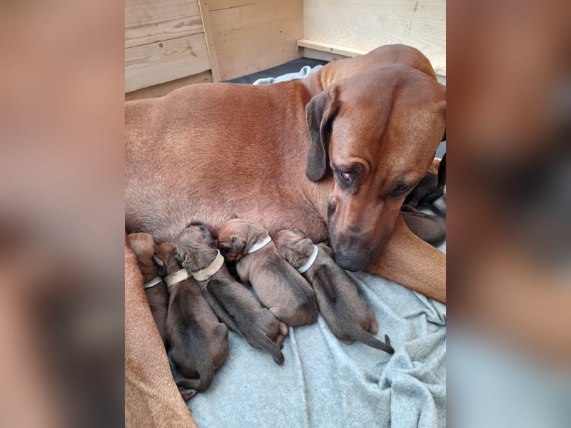 Rhodesian Ridgeback Welpen mit Ahnentafel