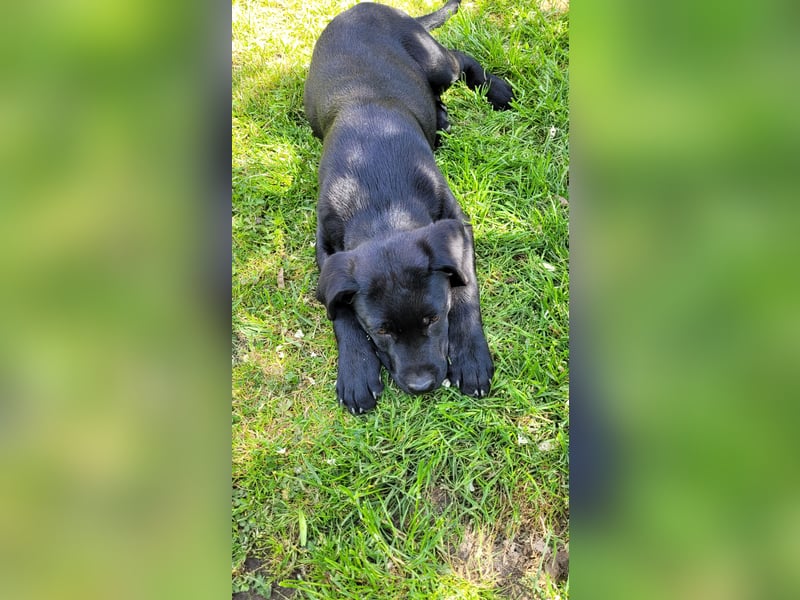 Labrador Rhodesian Ridgeback Welpen
