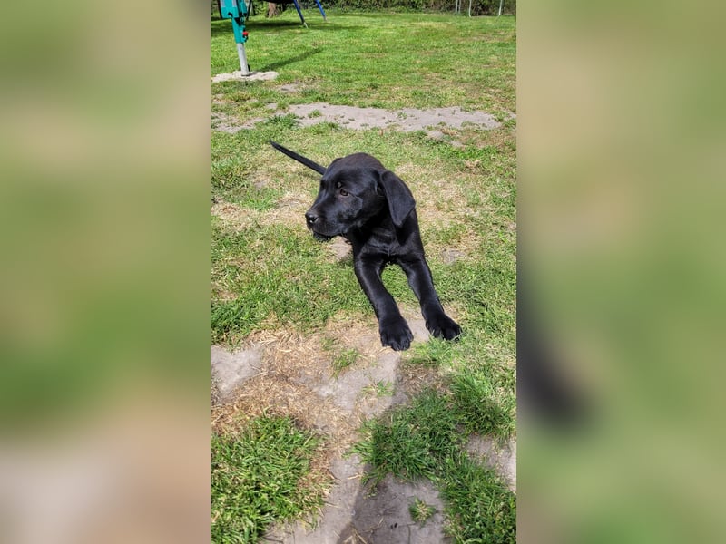 Labrador Rhodesian Ridgeback Welpen