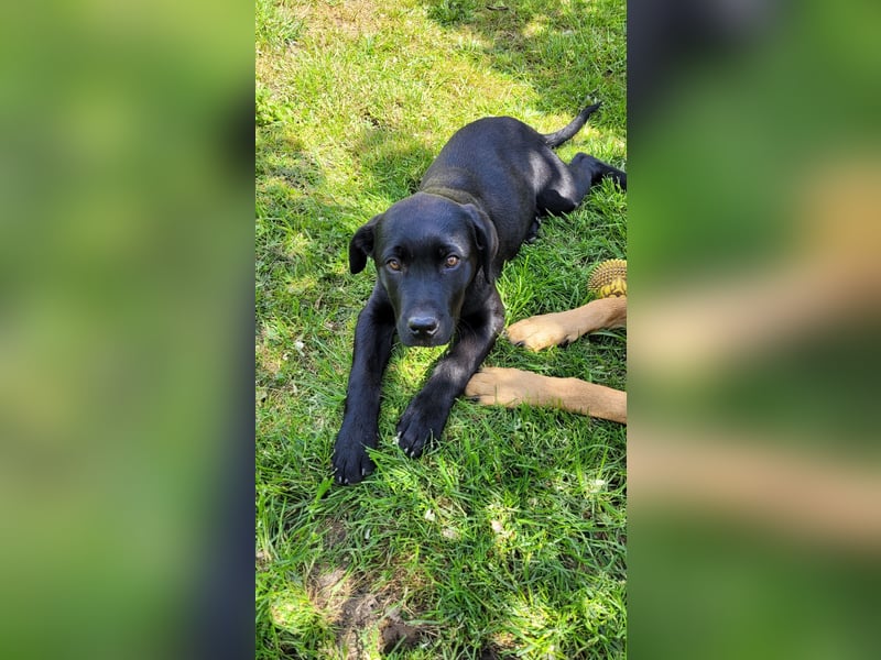 Labrador Rhodesian Ridgeback Welpen