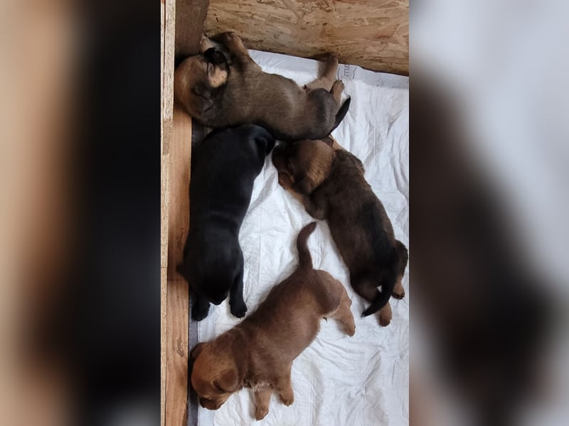Labrador Rhodesian Ridgeback Welpen