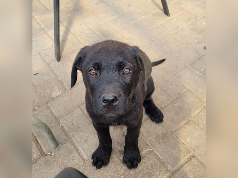Labrador Rhodesian Ridgeback Welpen