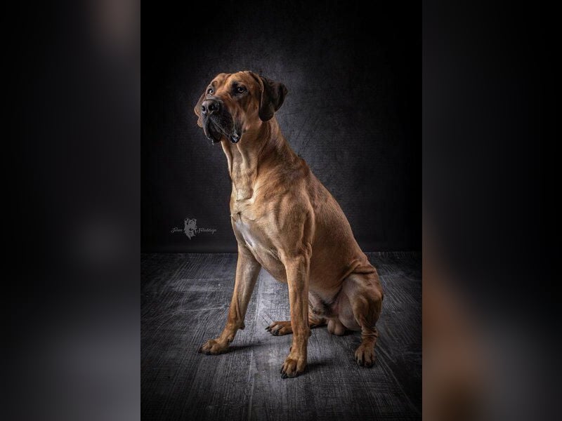 Reinrassige Rhodesian Ridgebacks suchen ihr 4-ever Home