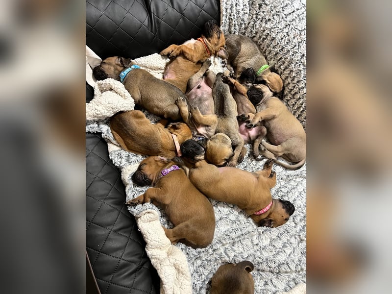 Reinrassige Rhodesian Ridgebacks suchen ihr 4-ever Home