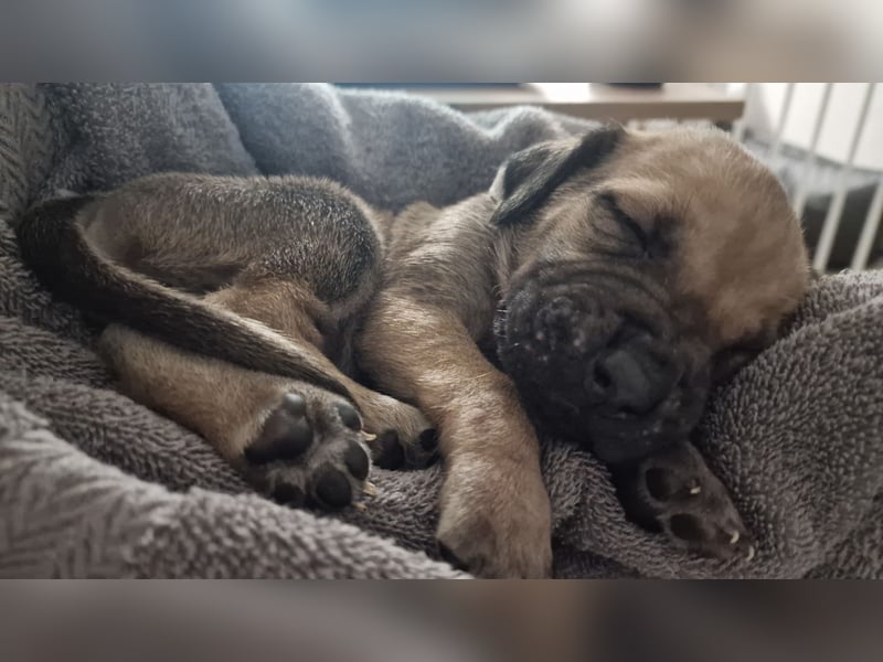 Reinrassige Rhodesian Ridgebacks suchen ihr 4-ever Home