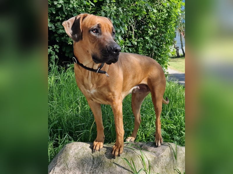 Reinrassige Rhodesian Ridgebacks suchen ihr 4-ever Home