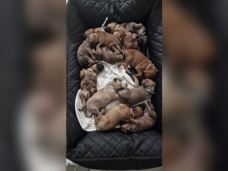 Reinrassige Rhodesian Ridgebacks suchen ihr 4-ever Home