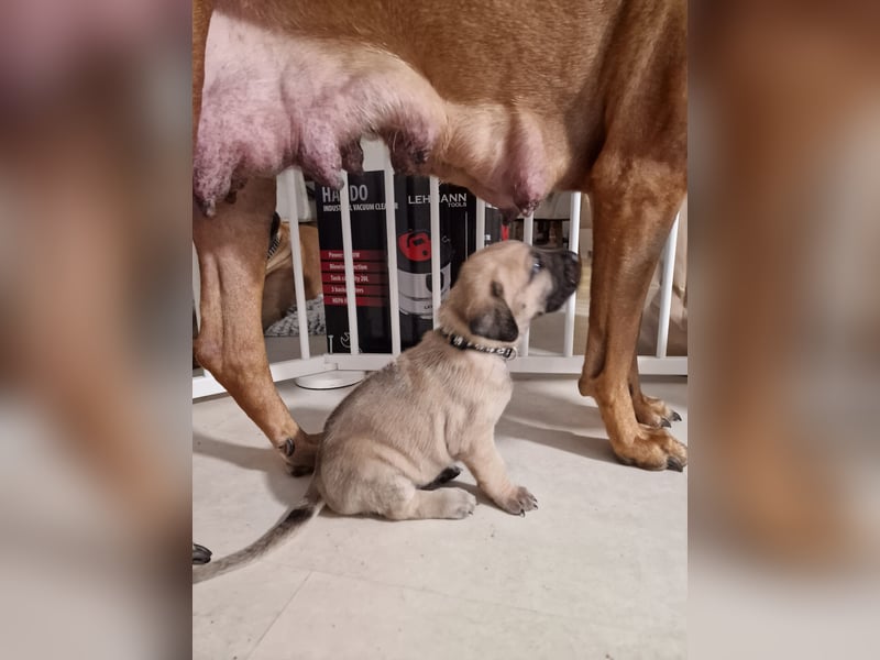 Reinrassige Rhodesian Ridgebacks suchen ihr 4-ever Home