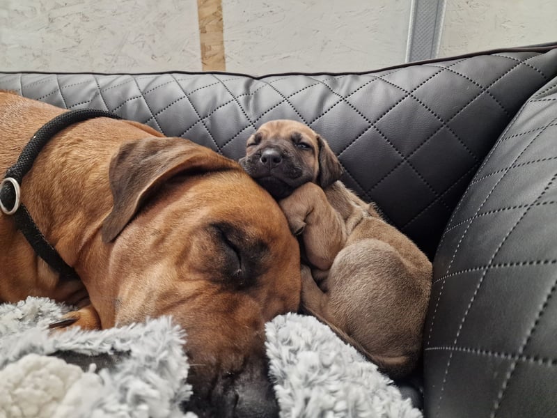 Reinrassige Rhodesian Ridgebacks suchen ihr 4-ever Home