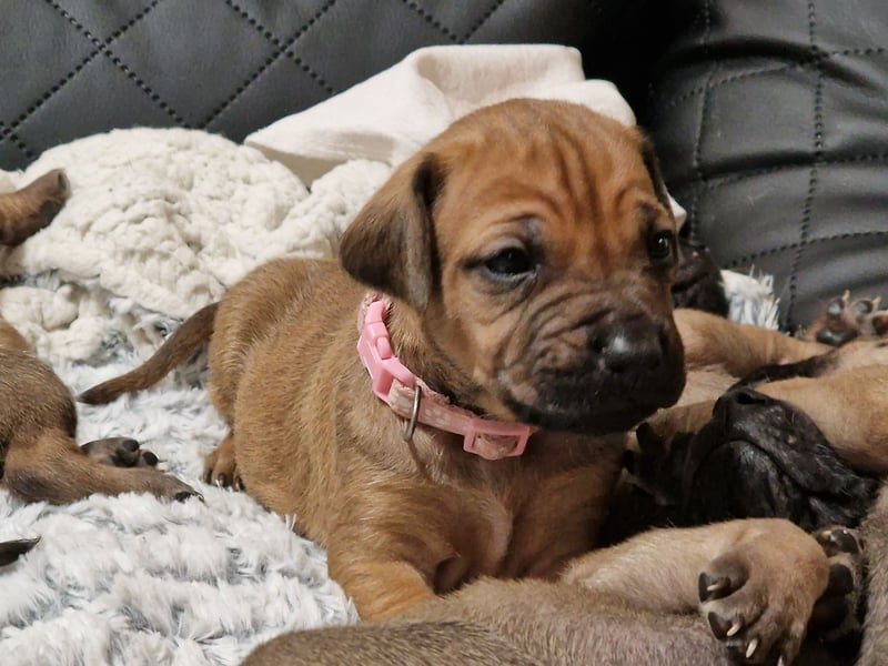 Reinrassige Rhodesian Ridgebacks suchen ihr 4-ever Home