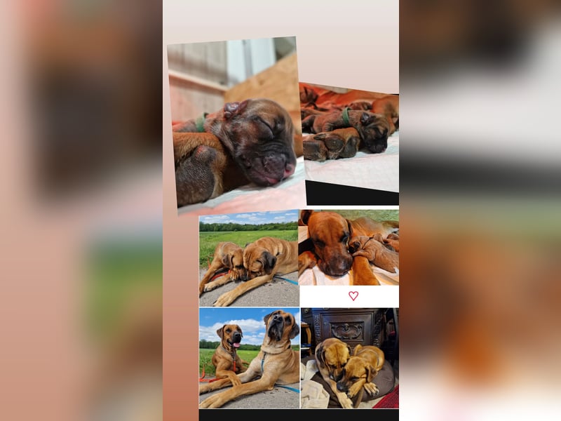 Reinrassige Rhodesian Ridgebacks suchen ihr 4-ever Home