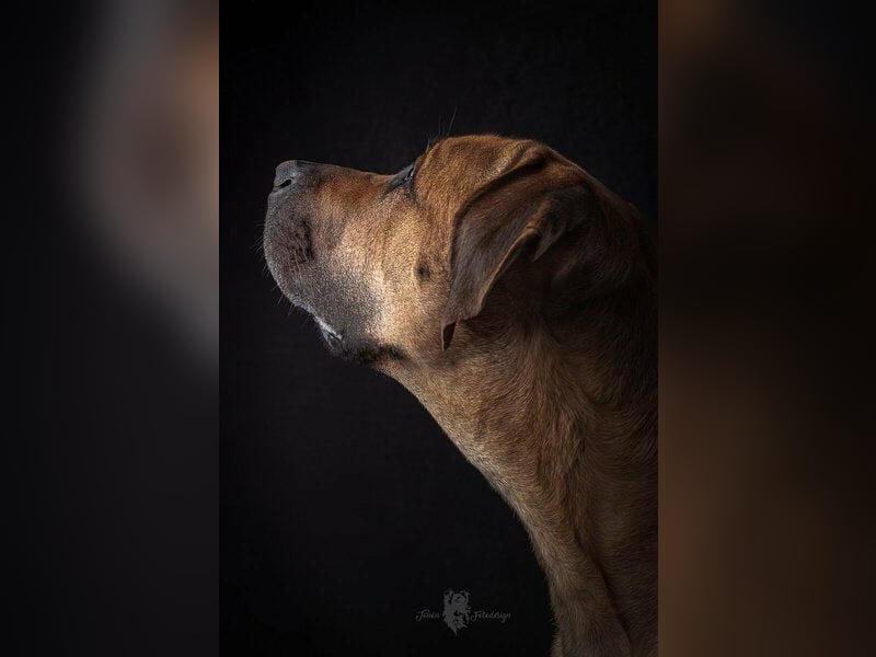 Reinrassige Rhodesian Ridgebacks suchen ihr 4-ever Home