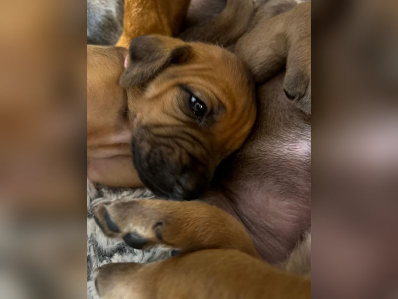 Reinrassige Rhodesian Ridgebacks suchen ihr 4-ever Home