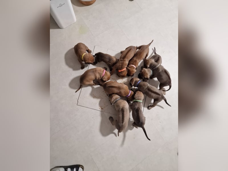 Reinrassige Rhodesian Ridgebacks suchen ihr 4-ever Home