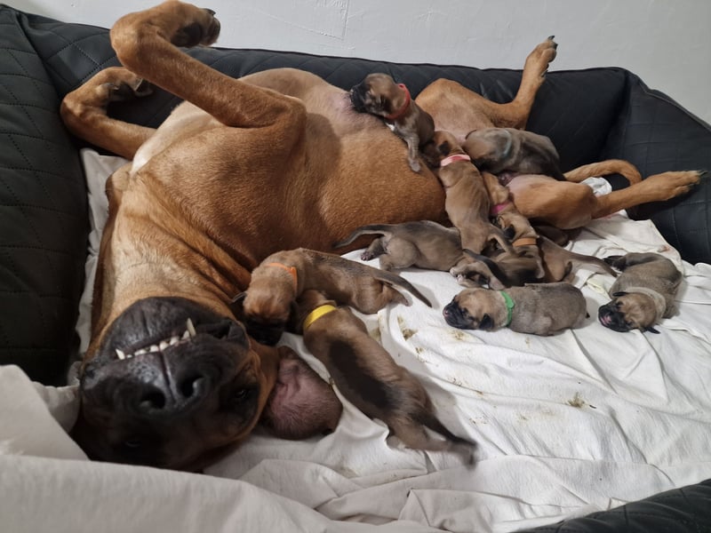 Reinrassige Rhodesian Ridgebacks suchen ihr 4-ever Home