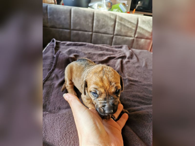 Rhodesian Ridgeback Mix Welpen