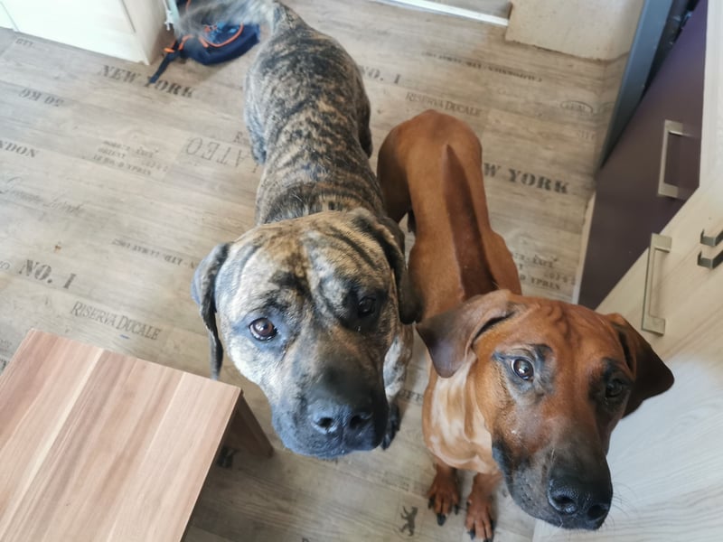 Rhodesian Ridgeback Mix Welpen
