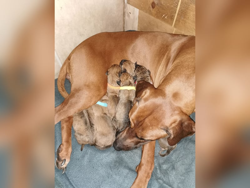 Rhodesian Ridgeback Mix Welpen