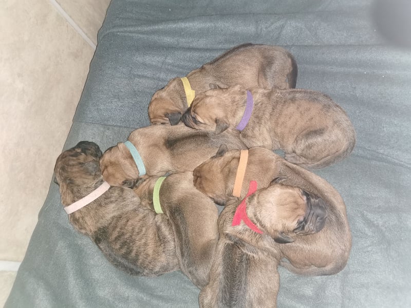 Rhodesian Ridgeback Mix Welpen