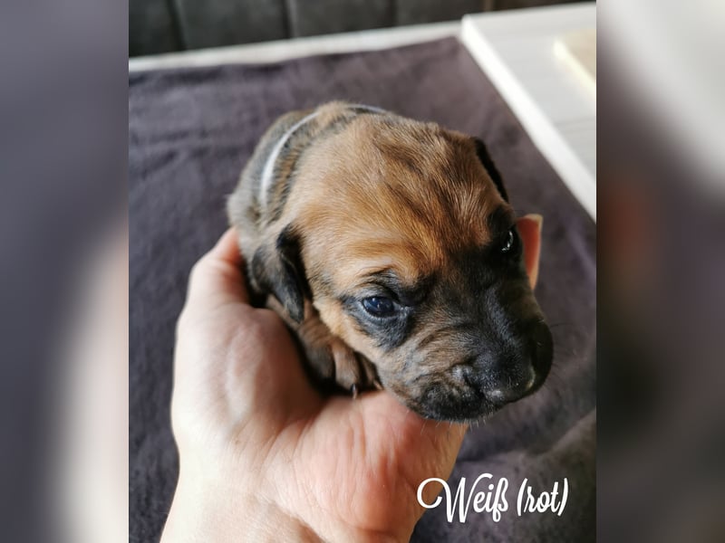 Rhodesian Ridgeback Mix Welpen