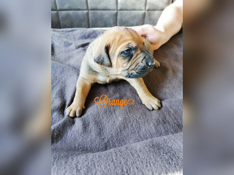 Rhodesian Ridgeback Mix Welpen