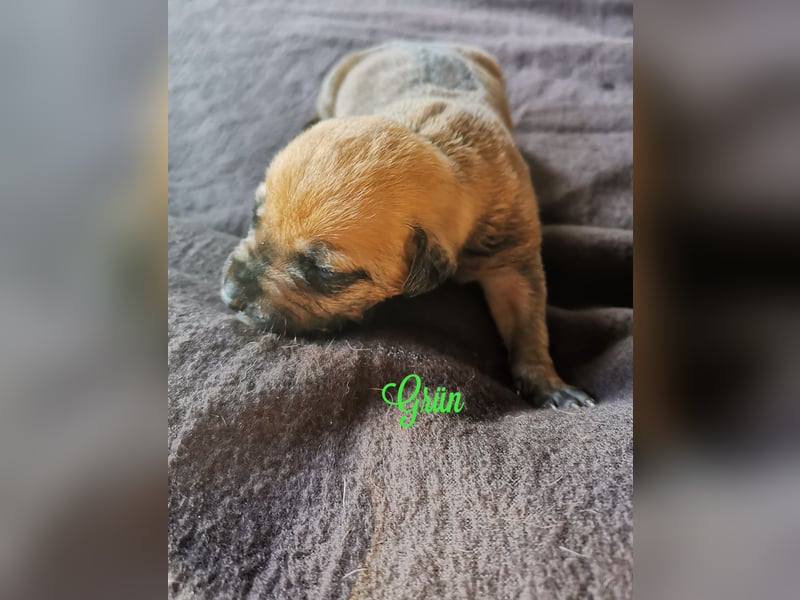 Rhodesian Ridgeback Mix Welpen