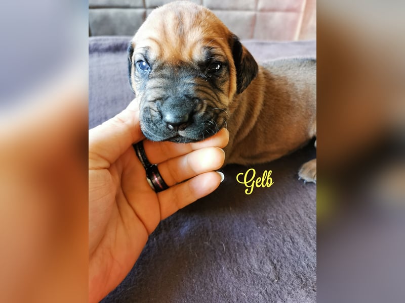 Rhodesian Ridgeback Mix Welpen