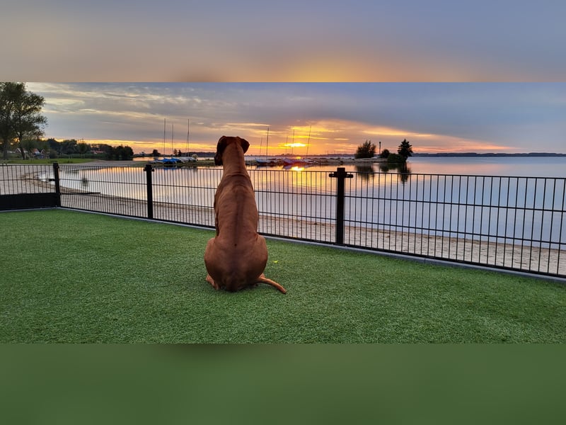 Rhodesian Ridgeback Welpen Wurfplanung für Januar 2025! FCI-Zucht