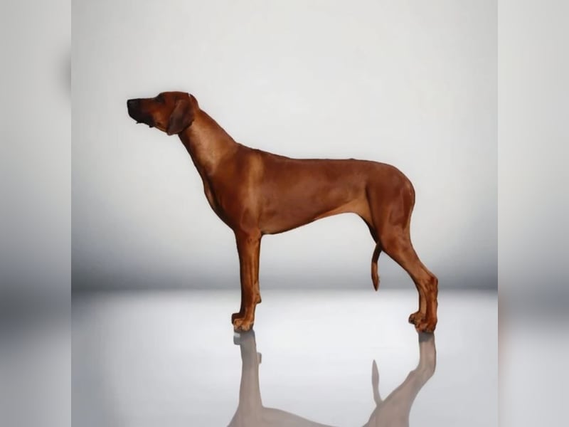 Rhodesian Ridgeback Welpen Wurfplanung für Januar 2025! FCI-Zucht