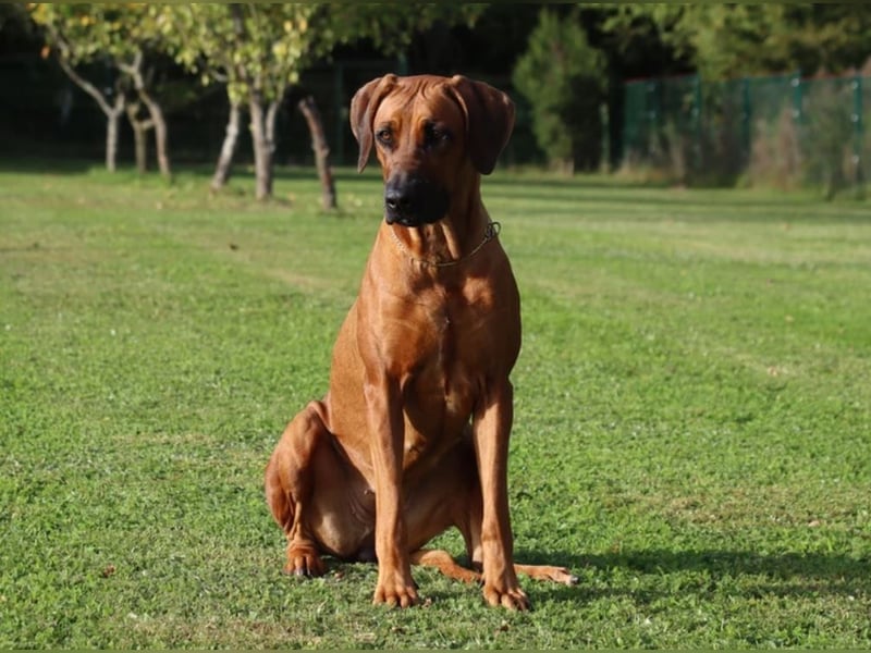 Rhodesian Ridgeback Welpen Wurfplanung für Januar 2025! FCI-Zucht